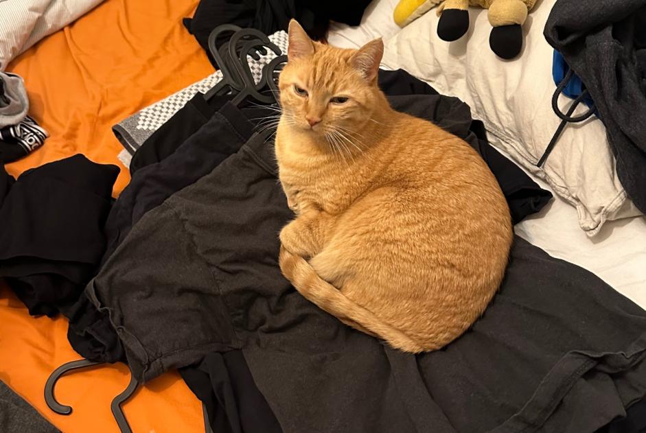 Vermisstmeldung Katze Männliche , 11 jahre La Chaux-de-Fonds Schweiz