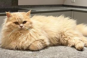 Vermisstmeldung Katze  Männliche , 3 jahre Pully Schweiz