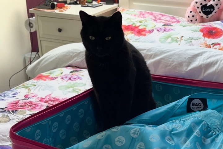 Vermisstmeldung Katze Männliche , 3 jahre Donneloye Schweiz