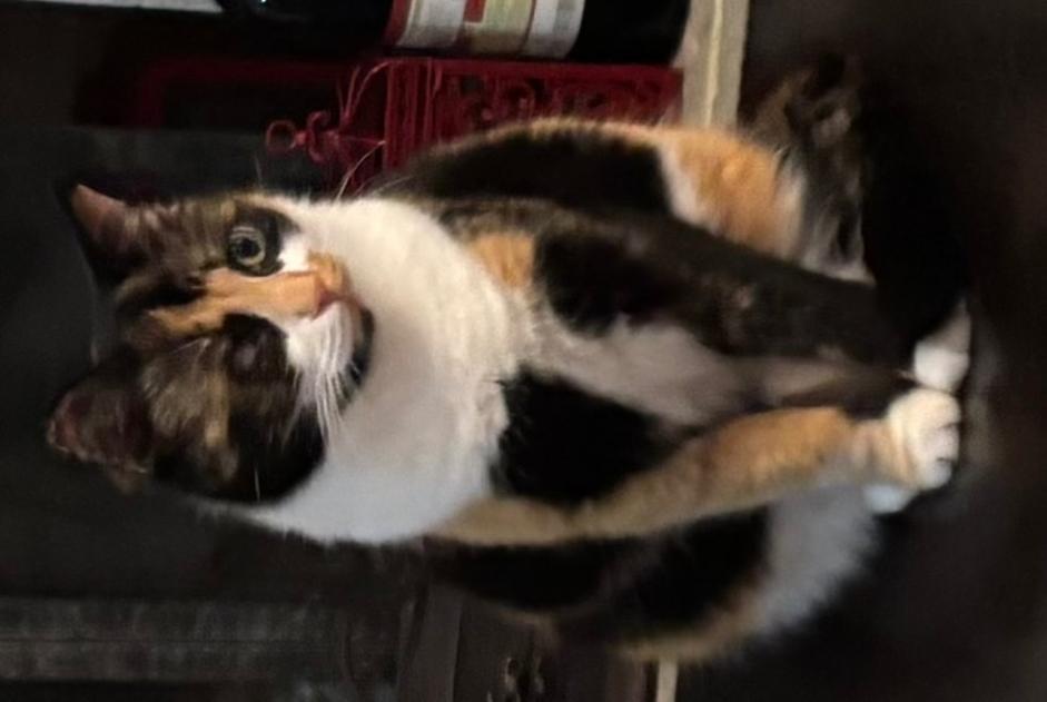 Vermisstmeldung Katze Weiblich , 3 jahre Chêne-Bougeries Schweiz