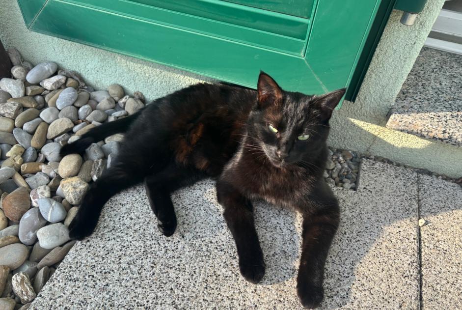 Vermisstmeldung Katze Weiblich , 2 jahre Vuisternens-devant-Romont Schweiz