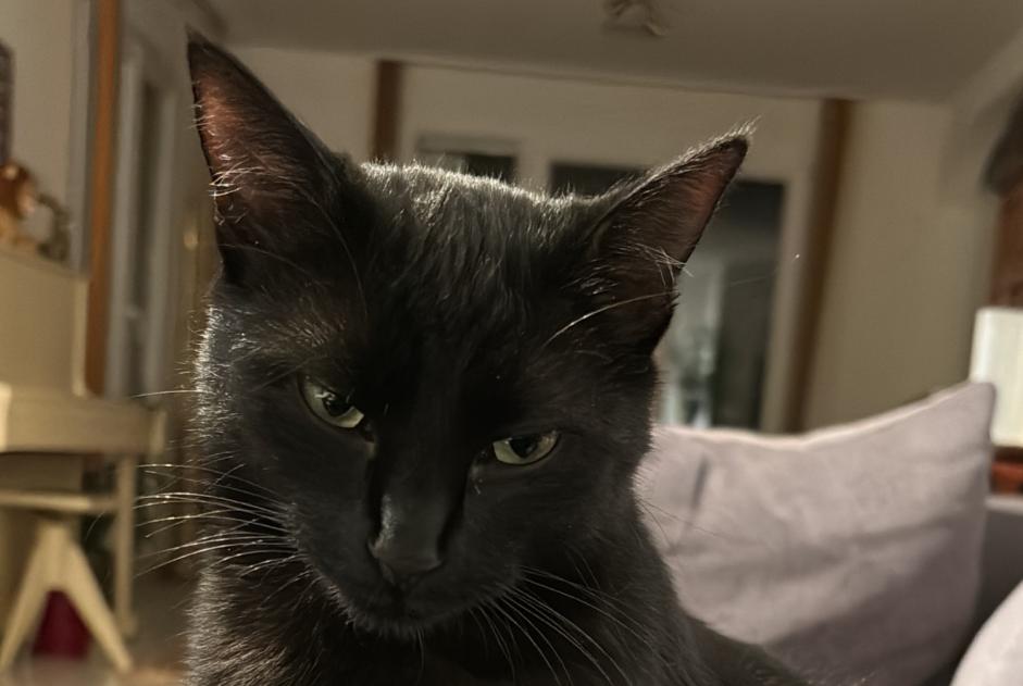 Vermisstmeldung Katze Weiblich , 2 jahre Vuisternens-devant-Romont Schweiz