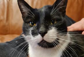 Vermisstmeldung Katze rassenmischung  Männliche , 11 jahre La Tour-de-Peilz Schweiz