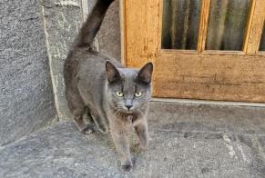 Vermisstmeldung Katze  Weiblich , 4 jahre Tecknau Schweiz