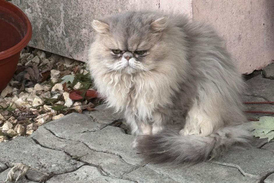 Vermisstmeldung Katze  Männliche , 11 jahre Le Mont-sur-Lausanne Schweiz
