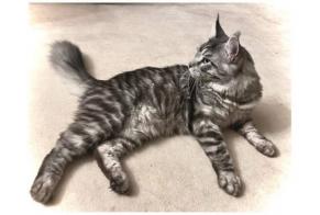 Vermisstmeldung Katze  Männliche , 4 jahre Neuchâtel Schweiz