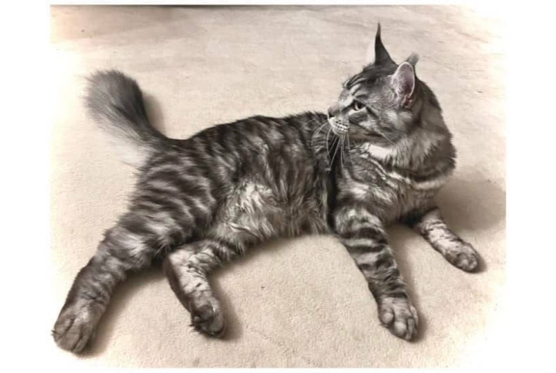 Vermisstmeldung Katze  Männliche , 4 jahre Neuchâtel Schweiz