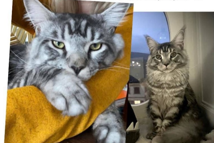 Vermisstmeldung Katze  Männliche , 4 jahre Neuchâtel Schweiz