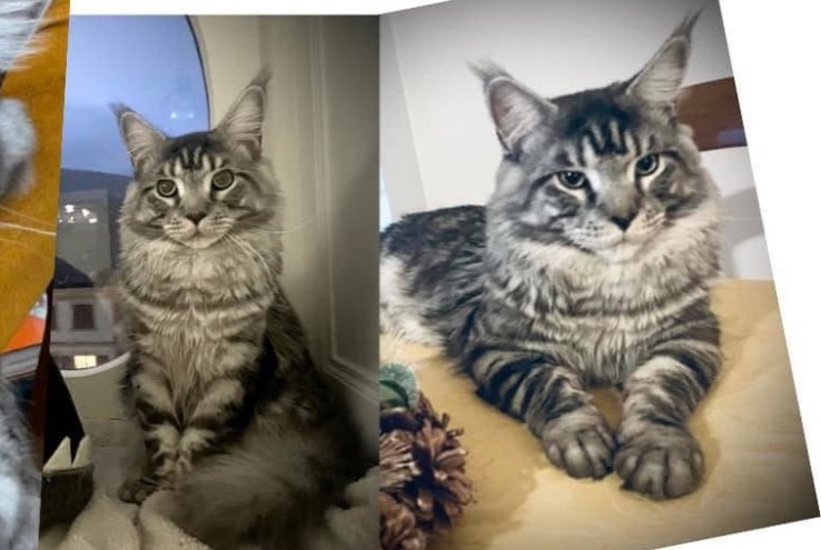 Vermisstmeldung Katze  Männliche , 4 jahre Neuchâtel Schweiz