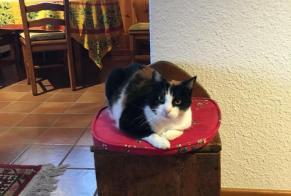 Disappearance alert Cat Female , 12 years Morges Switzerland