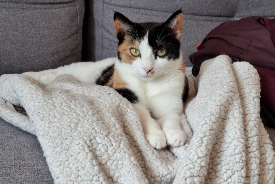 Disappearance alert Cat Female , 2 years Val-de-Ruz Switzerland