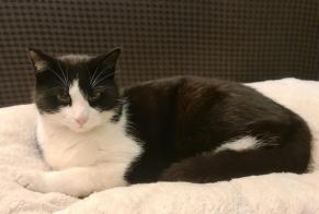 Disappearance alert Cat Male , 5 years Gimel Switzerland