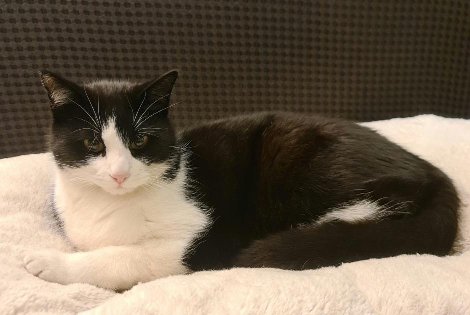 Disappearance alert Cat Male , 5 years Gimel Switzerland