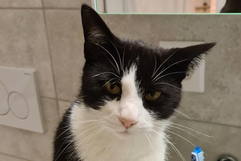 Disappearance alert Cat Male , 5 years Gimel Switzerland