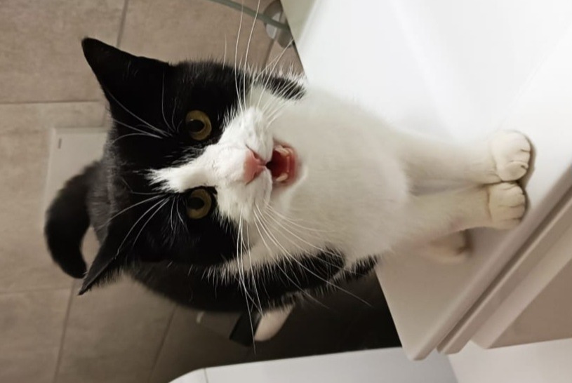 Disappearance alert Cat Male , 5 years Gimel Switzerland