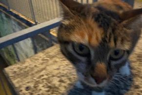 Discovery alert Cat Unknown Mies Switzerland