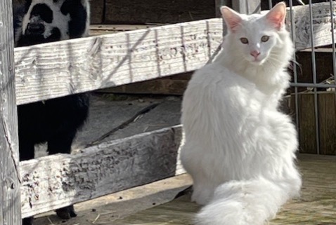 Disappearance alert Cat  Male , 2 years Hauteville Switzerland