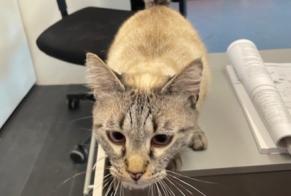Discovery alert Cat  Unknown Bardonnex Switzerland