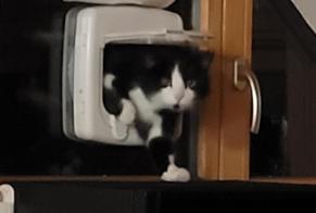 Discovery alert Cat miscegenation  Male Leytron Switzerland