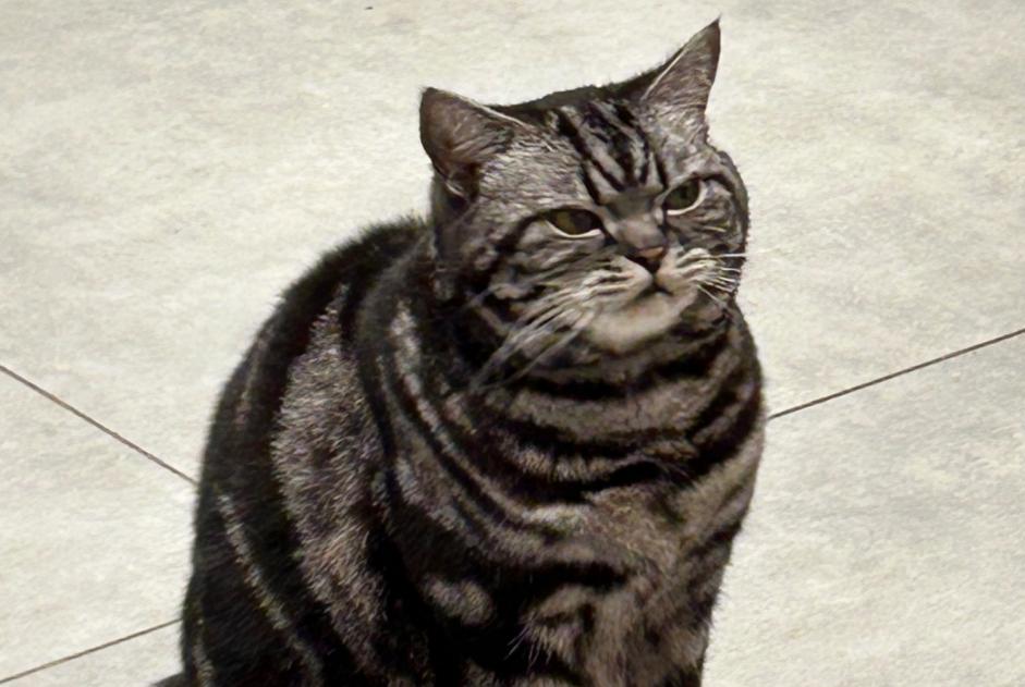 Disappearance alert Cat  Male , 7 years Lausanne Switzerland