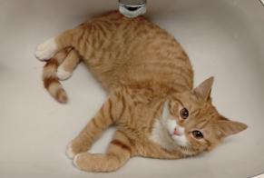 Disappearance alert Cat Female , 1 years Fétigny Switzerland