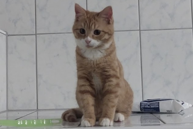 Disappearance alert Cat Female , 1 years Fétigny Switzerland