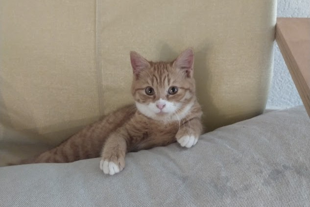 Disappearance alert Cat Female , 1 years Fétigny Switzerland