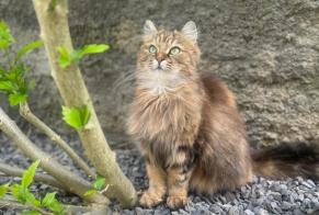 Disappearance alert Cat  Female , 2 years Vevey Switzerland