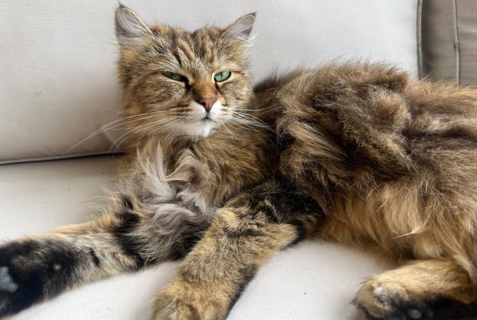 Disappearance alert Cat  Female , 2 years Vevey Switzerland