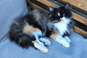 Disappearance alert Cat  Female , 8 years Savigny Switzerland