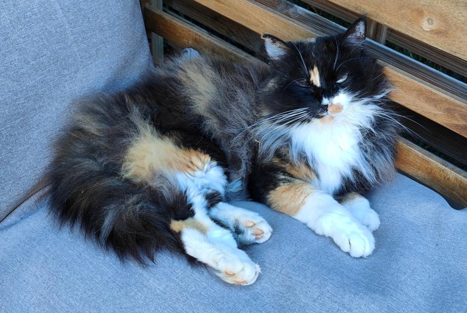 Disappearance alert Cat  Female , 8 years Savigny Switzerland