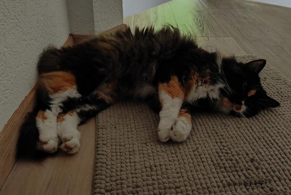 Disappearance alert Cat  Female , 8 years Savigny Switzerland