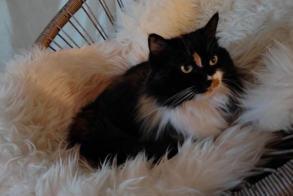 Disappearance alert Cat  Female , 8 years Savigny Switzerland