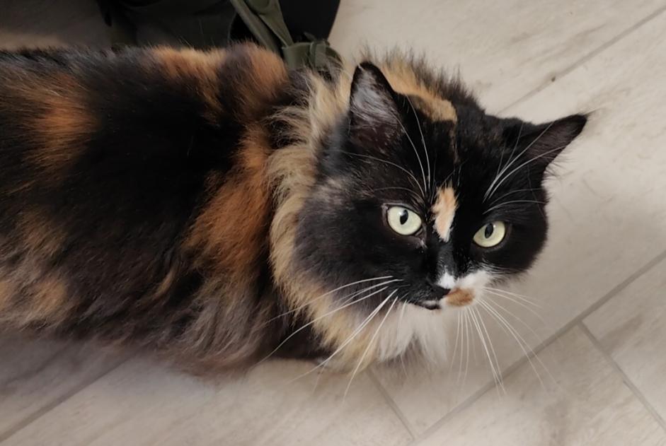 Disappearance alert Cat  Female , 8 years Savigny Switzerland