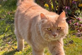 Disappearance alert Cat  Male , 1 years Champagne Switzerland