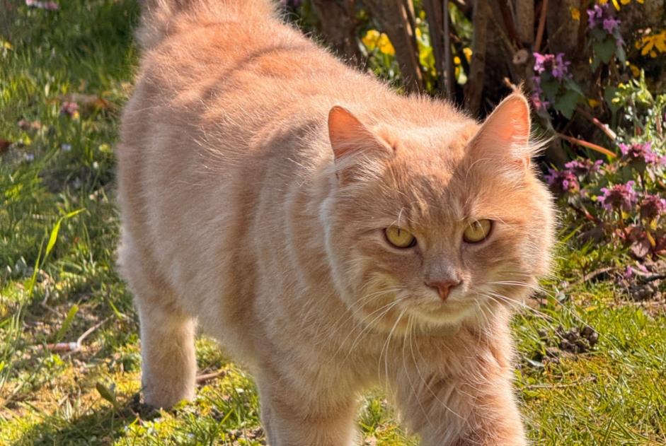 Disappearance alert Cat  Male , 1 years Champagne Switzerland