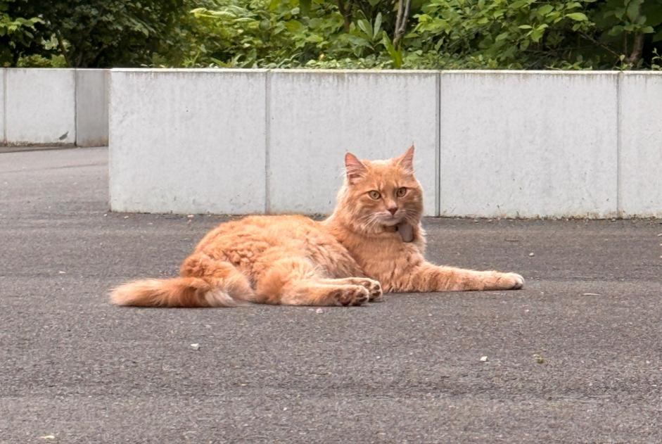 Disappearance alert Cat  Male , 1 years Champagne Switzerland