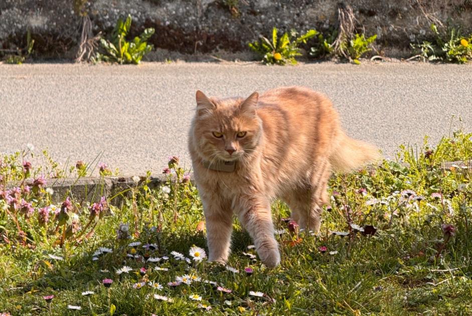 Disappearance alert Cat  Male , 1 years Champagne Switzerland