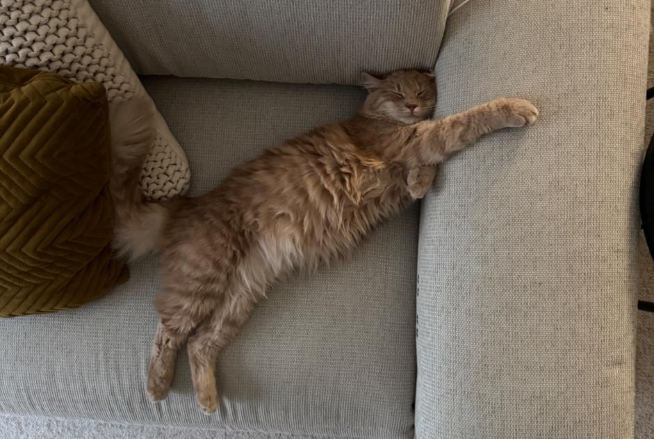 Disappearance alert Cat  Male , 1 years Champagne Switzerland