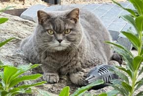 Disappearance alert Cat  Male , 12 years Crans-Montana Switzerland