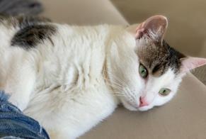 Disappearance alert Cat  Female , 9 years Zürich Switzerland