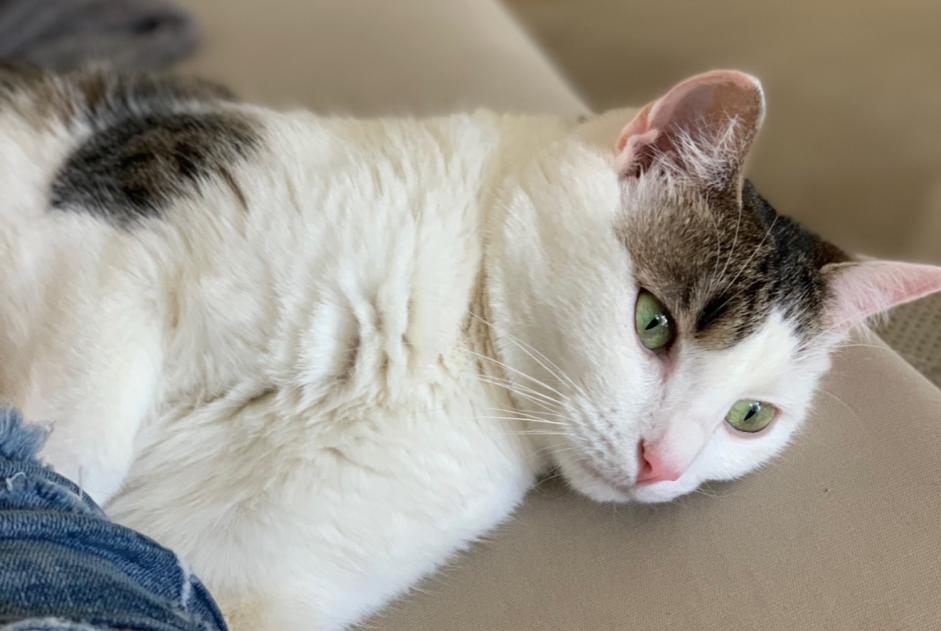 Disappearance alert Cat  Female , 9 years Zürich Switzerland