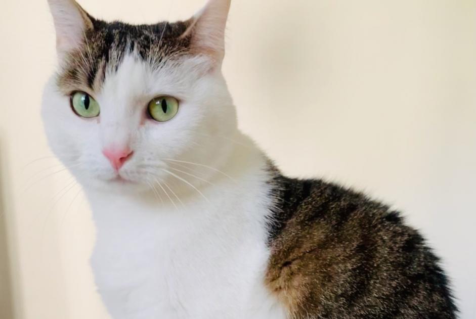 Disappearance alert Cat  Female , 9 years Zürich Switzerland