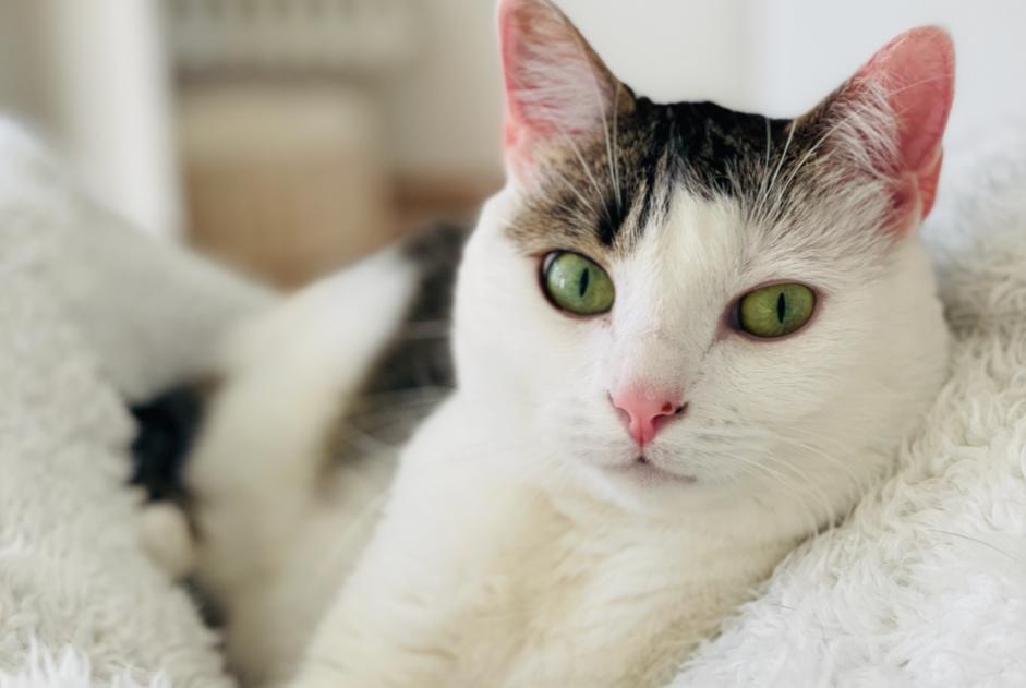 Disappearance alert Cat  Female , 9 years Zürich Switzerland