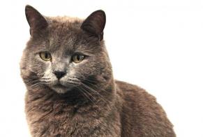 Disappearance alert Cat  Male , 2 years Val-de-Ruz Switzerland