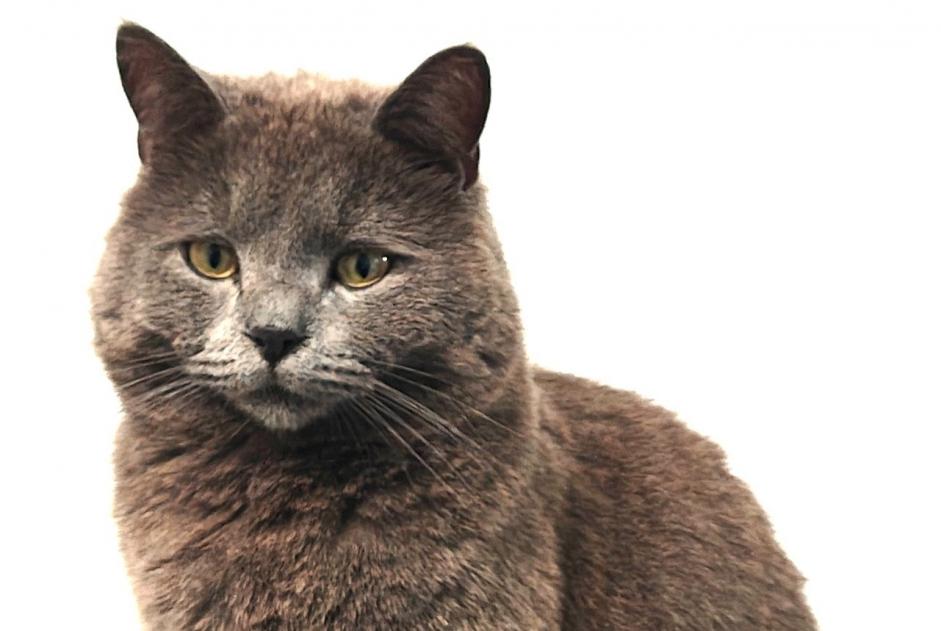 Disappearance alert Cat  Male , 2 years Val-de-Ruz Switzerland