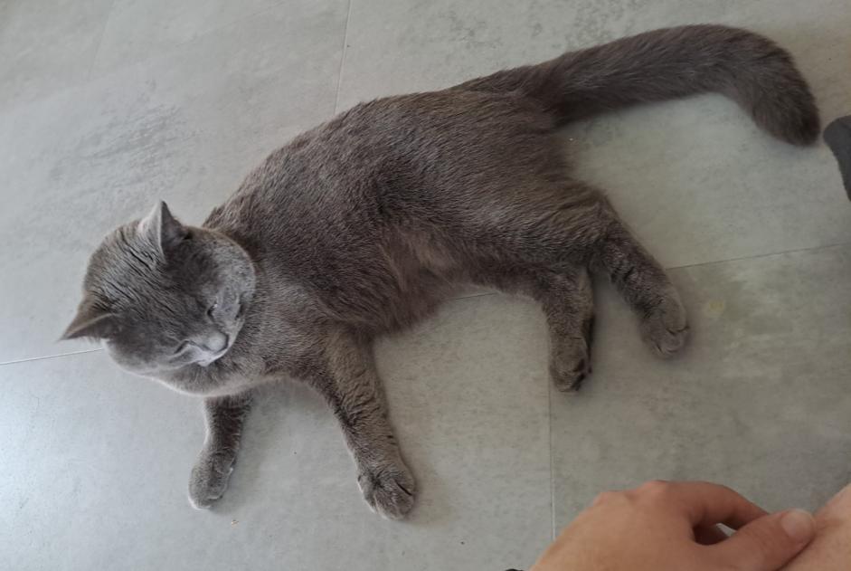 Disappearance alert Cat  Male , 2 years Val-de-Ruz Switzerland