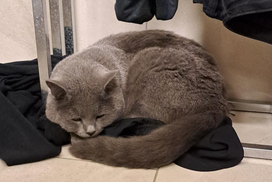 Disappearance alert Cat  Male , 2 years Val-de-Ruz Switzerland