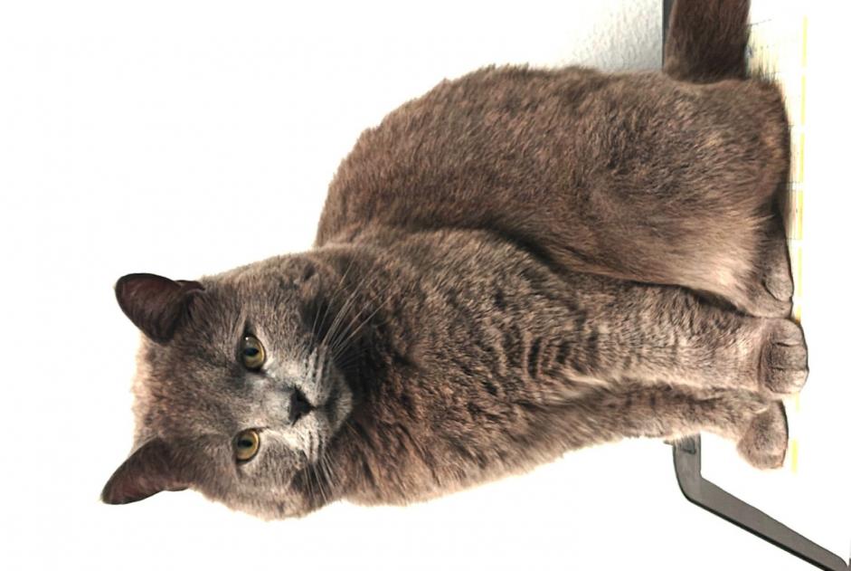 Disappearance alert Cat  Male , 2 years Val-de-Ruz Switzerland