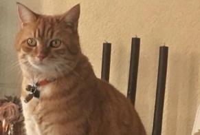 Disappearance alert Cat  Female , 9 years Blonay - Saint-Légier Switzerland